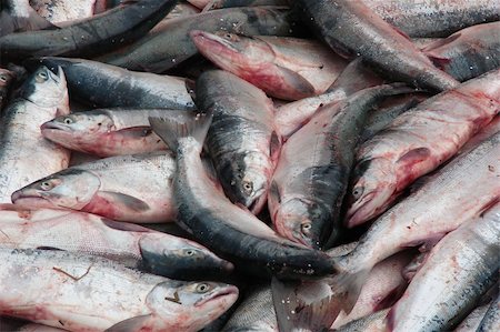 simsearch:400-05020089,k - Piles of red salmon ready to be put into brailers for delivery to the tenders. Photographie de stock - Aubaine LD & Abonnement, Code: 400-05020086