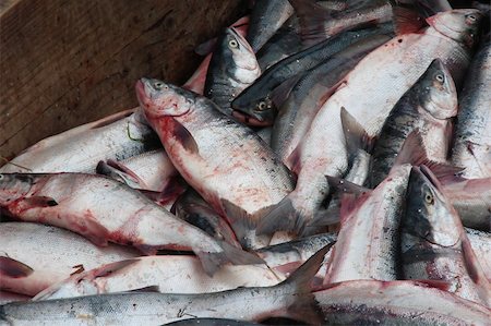 Piles of red salmon ready to be put into brailers for delivery to the tenders. Stock Photo - Budget Royalty-Free & Subscription, Code: 400-05020087