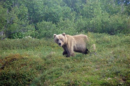 simsearch:400-05020089,k - These young bears were seen on the banks of the Naknek River in Bristol Bay, Alaska during the red salmon season. Stockbilder - Microstock & Abonnement, Bildnummer: 400-05020094