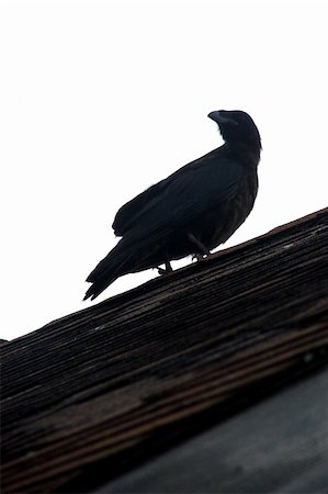 echoforsberg (artist) - A ravens perches on a rooftop looking for its next meal or a fellow raven to talk to. Fotografie stock - Microstock e Abbonamento, Codice: 400-05020090