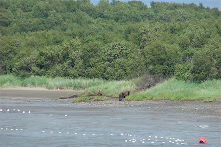 echoforsberg (artist) - These young bears were seen on the banks of the Naknek River in Bristol Bay, Alaska during the red salmon season. Stockbilder - Microstock & Abonnement, Bildnummer: 400-05020091