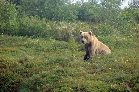 echoforsberg (artist) - These young bears were seen on the banks of the Naknek River in Bristol Bay, Alaska during the red salmon season. Fotografie stock - Microstock e Abbonamento, Codice: 400-05020093