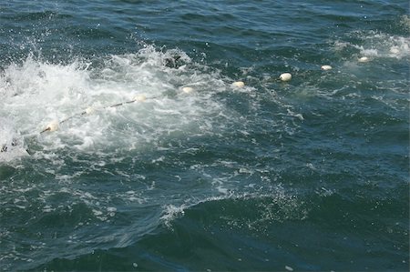 Woohoo - the sight every fisher wants to see - wild salmon thrashing to try to get back out of the gill net! Photographie de stock - Aubaine LD & Abonnement, Code: 400-05020115