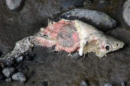 echoforsberg (artist) - Someone filleted this one for supper and the carcass washed up under the dock - waste not want not - the birds will make work of this i think. Fotografie stock - Microstock e Abbonamento, Codice: 400-05020113