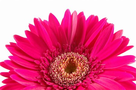 simsearch:400-04062838,k - Close up of pink gerber daisy in isolated white Stock Photo - Budget Royalty-Free & Subscription, Code: 400-05020124