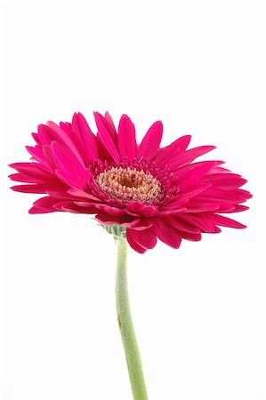simsearch:400-04062838,k - Pink gerber daisy in isolated white Stock Photo - Budget Royalty-Free & Subscription, Code: 400-05020122