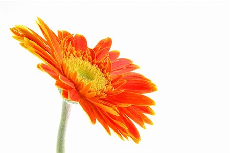 simsearch:400-04062838,k - Orange gerber daisy in isolated white Stock Photo - Budget Royalty-Free & Subscription, Code: 400-05020123