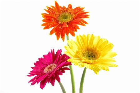 simsearch:400-04062838,k - Three colorful gerber daisies in isolated white Stock Photo - Budget Royalty-Free & Subscription, Code: 400-05020137