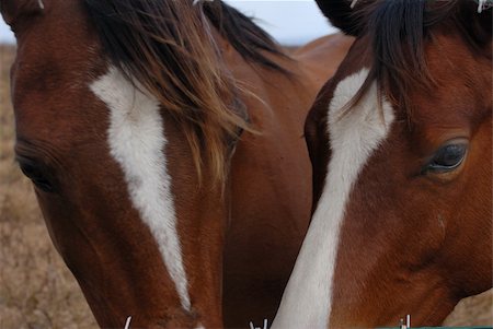 Horse's family Fotografie stock - Microstock e Abbonamento, Codice: 400-05020196