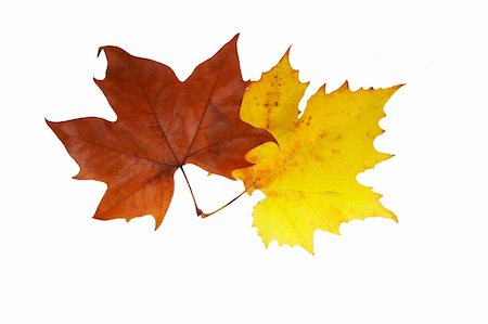 simsearch:400-04475632,k - Two maple leaves, isolated on white background Foto de stock - Royalty-Free Super Valor e Assinatura, Número: 400-05020202