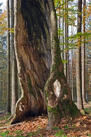 simsearch:400-05246721,k - Old tree with big hollow in autumn mountain forest Stockbilder - Microstock & Abonnement, Bildnummer: 400-05020599