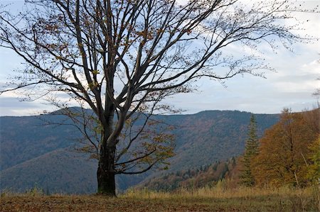 simsearch:400-05246721,k - Autumn mountain view with big naked tree in front Stockbilder - Microstock & Abonnement, Bildnummer: 400-05020603