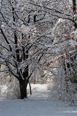 simsearch:400-04800962,k - winter park path in snow covered city park Stockbilder - Microstock & Abonnement, Bildnummer: 400-05020625