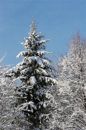 simsearch:400-04800962,k - Top of winter snow covered fir tree in another trees twigs frame Stockbilder - Microstock & Abonnement, Bildnummer: 400-05020629