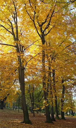 simsearch:400-07255480,k - Golden tree foliage in autumn city park Stock Photo - Budget Royalty-Free & Subscription, Code: 400-05020621
