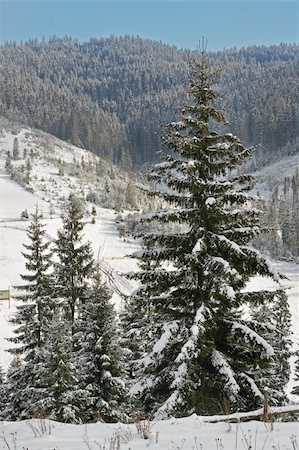 simsearch:400-04639977,k - winter mountain landscape with big firs on a forefront Photographie de stock - Aubaine LD & Abonnement, Code: 400-05020623
