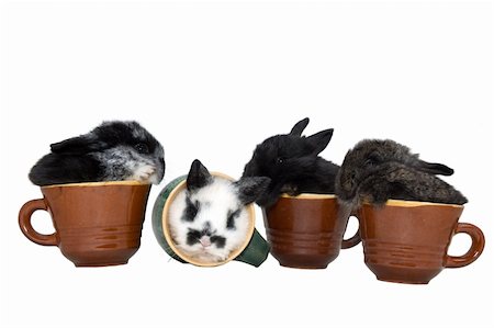 simsearch:400-06798041,k - four small rabbits sit in the cups Foto de stock - Super Valor sin royalties y Suscripción, Código: 400-05020803