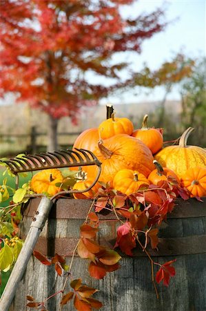 simsearch:400-04744313,k - Rake and pumpkins laying on wine barrel Foto de stock - Super Valor sin royalties y Suscripción, Código: 400-05020899