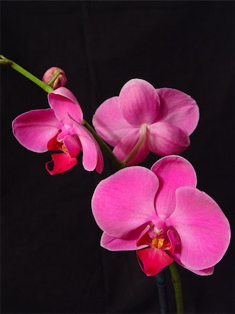 Beautiful pink orchids photographed against black. Stock Photo - Budget Royalty-Free & Subscription, Code: 400-05021105