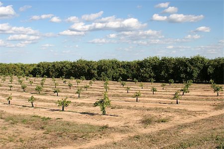 A Florida orange grove with mature trees and new trees sprouting up. Foto de stock - Super Valor sin royalties y Suscripción, Código: 400-05021143