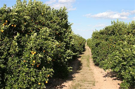 A path through a florida orange grove with ripe oranges on the trees. Foto de stock - Super Valor sin royalties y Suscripción, Código: 400-05021153