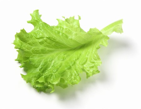 simsearch:400-05015288,k - Leaf of lettuce on a white background. Photographie de stock - Aubaine LD & Abonnement, Code: 400-05021255