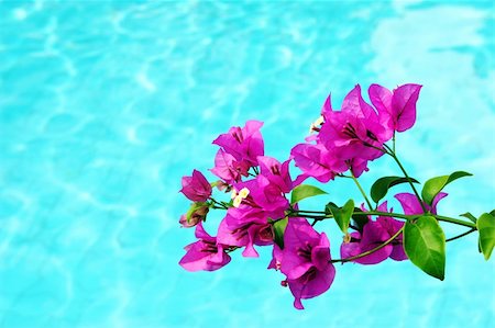 simsearch:400-04941060,k - Tropical pink flowers hanging over water. Fotografie stock - Microstock e Abbonamento, Codice: 400-05021258