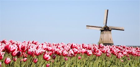 Tulip field and historic windmill Stock Photo - Budget Royalty-Free & Subscription, Code: 400-05021405