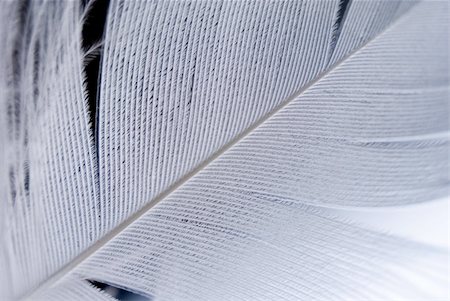 eiderdown duvet white - Bird's feather detail. Shallow depth of field. Stock Photo - Budget Royalty-Free & Subscription, Code: 400-05021509