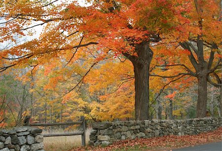 stone walls in meadows - Beautiful orange leaves in align road in autumn. Stock Photo - Budget Royalty-Free & Subscription, Code: 400-05021539