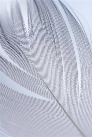 eiderdown duvet white - Bird's feather detail. Shallow depth of field. Stock Photo - Budget Royalty-Free & Subscription, Code: 400-05021547