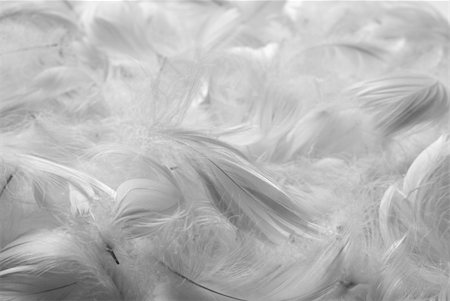 eiderdown duvet white - Feathers background. Black and white. Shallow depth of field. Stock Photo - Budget Royalty-Free & Subscription, Code: 400-05021549