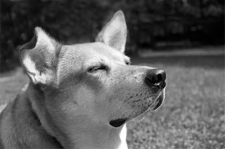 dingo - Black and white portrait of a Dingo, squinting in the sun. Dingo's are semi-domesticated animals, Australian Native dogs. Most can't be kept as pets, however, the photo illustrates a calm, noble animal, and a wonderful companion. Foto de stock - Royalty-Free Super Valor e Assinatura, Número: 400-05021541