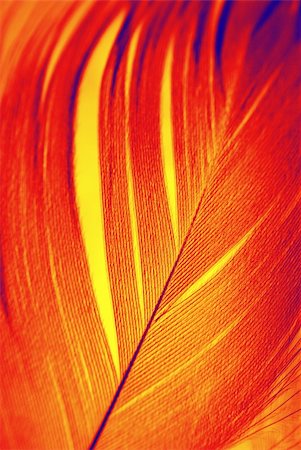 firebird - Feather of Phoenix, mythical, sacred firebird - symbolical in Egiptian mythology and Christian religion. Stock Photo - Budget Royalty-Free & Subscription, Code: 400-05021552