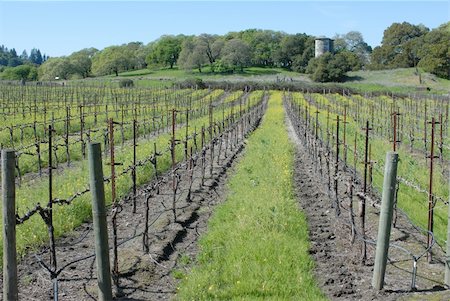 Vineyard Fotografie stock - Microstock e Abbonamento, Codice: 400-05022260