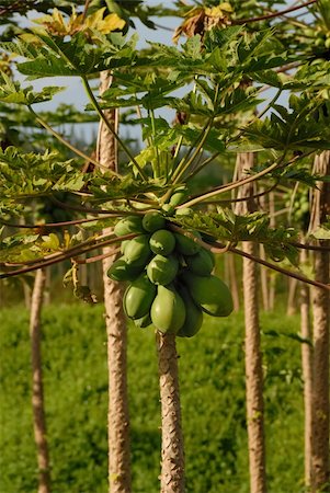 paw paw trees plantation - Papaya trees Stock Photo - Budget Royalty-Free & Subscription, Code: 400-05022262