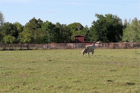 simsearch:400-08495148,k - A cow grazing in a field with a fence and a red barn in the background.  Background for composites or text. Stock Photo - Budget Royalty-Free & Subscription, Code: 400-05022323