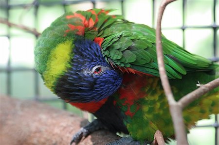 perruche - A rainbow lorikeet preening its feathers. Photographie de stock - Aubaine LD & Abonnement, Code: 400-05022355