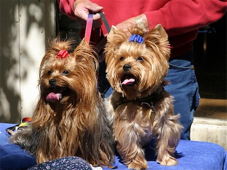 simsearch:400-04307016,k - Two adorable yorkies together on leashes. Photographie de stock - Aubaine LD & Abonnement, Code: 400-05022361