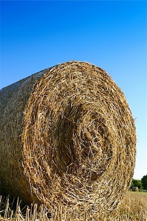 feeding barley - Yellow hay bale under a blu sky Stock Photo - Budget Royalty-Free & Subscription, Code: 400-05023221