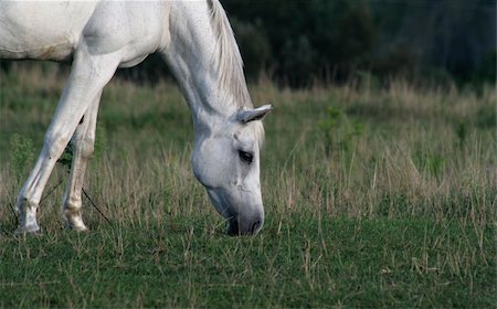 simsearch:400-08372603,k - A beautiful white arabian horse feeds in a pasture. Stock Photo - Budget Royalty-Free & Subscription, Code: 400-05023416
