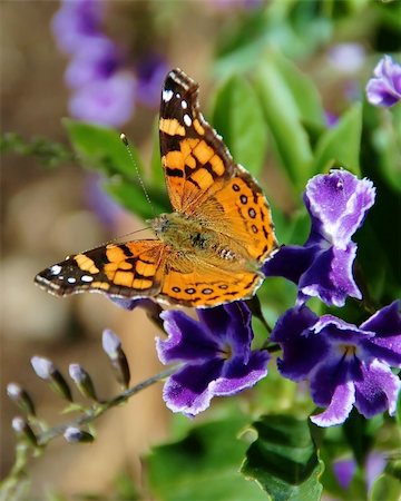 strikerx98 (artist) - A Painted Lady butterfly on a Butterfly Bush. Stock Photo - Budget Royalty-Free & Subscription, Code: 400-05023434