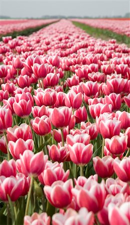 simsearch:400-04428905,k - Dutch tulip field Stock Photo - Budget Royalty-Free & Subscription, Code: 400-05023518