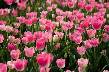 simsearch:400-04504130,k - Dutch tulip field Stock Photo - Budget Royalty-Free & Subscription, Code: 400-05023519