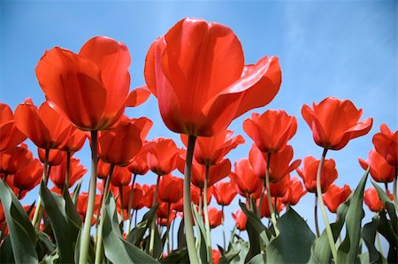 simsearch:400-04428905,k - Dutch tulip field Stock Photo - Budget Royalty-Free & Subscription, Code: 400-05023536