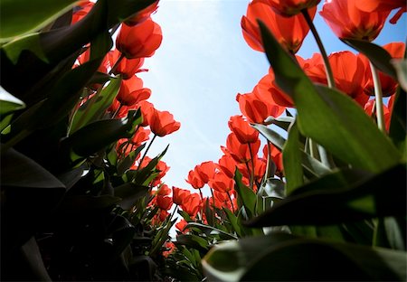 simsearch:400-04504130,k - Dutch tulip field Stock Photo - Budget Royalty-Free & Subscription, Code: 400-05023539