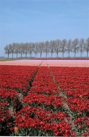 simsearch:400-04428905,k - Dutch tulip field Stock Photo - Budget Royalty-Free & Subscription, Code: 400-05023530
