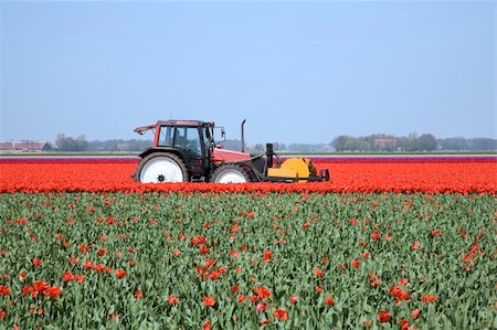 simsearch:400-04428905,k - Dutch tulip field Stock Photo - Budget Royalty-Free & Subscription, Code: 400-05023531