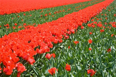 simsearch:400-04428905,k - Dutch tulip field Stock Photo - Budget Royalty-Free & Subscription, Code: 400-05023532