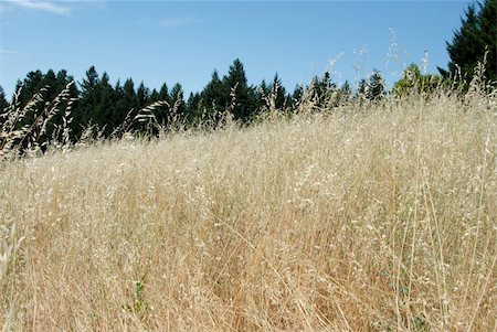 Brown grasses in the Santa Cruz Mountains along Highway 9, California Photographie de stock - Aubaine LD & Abonnement, Code: 400-05023550